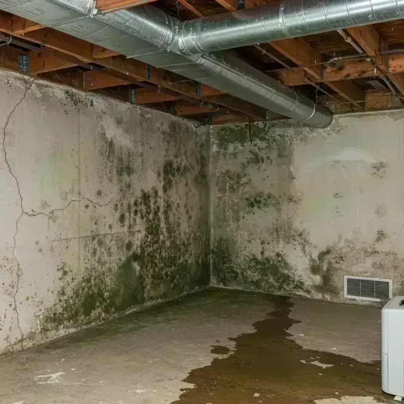 Professional Mold Removal in Starr County, TX